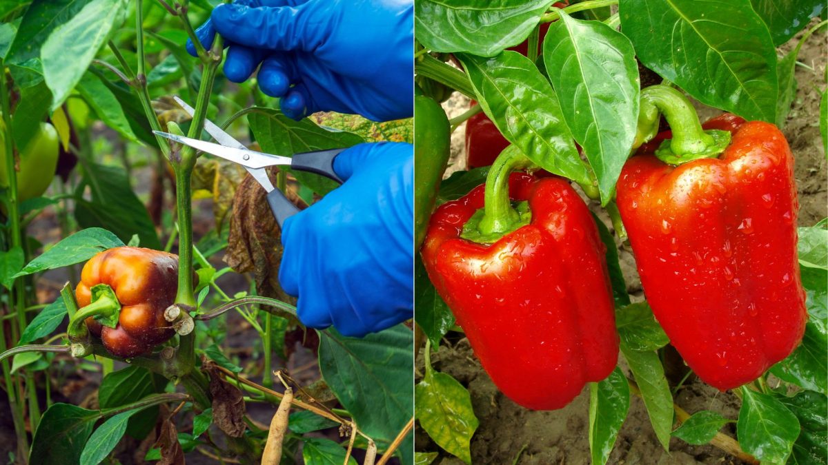 A BeginnerFriendly Guide To Pruning Pepper Plants