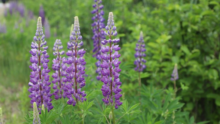A Complete Lupines Growing Guide: How To Plant, Grow, And Care For Lupines
