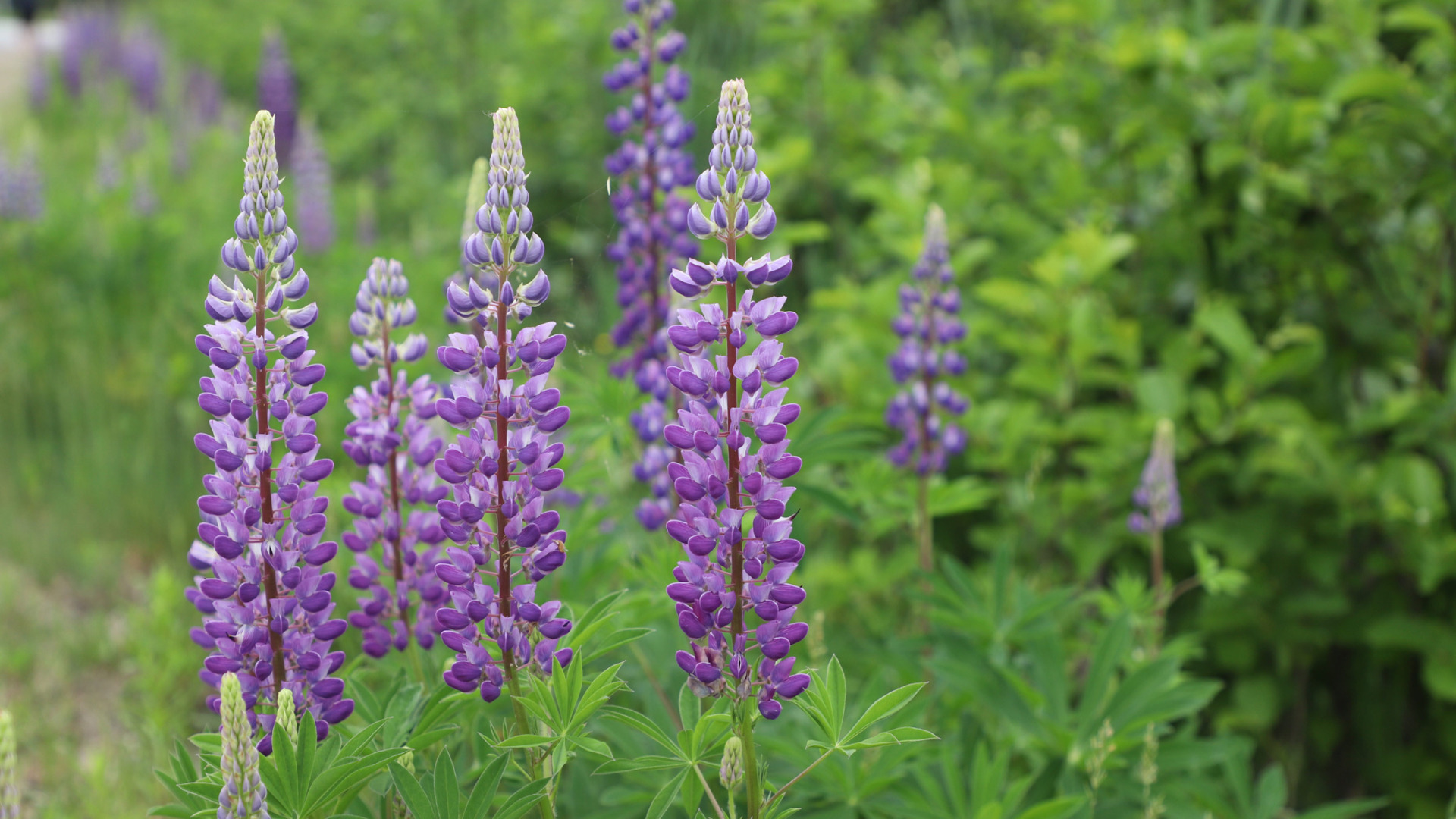photo of lupines