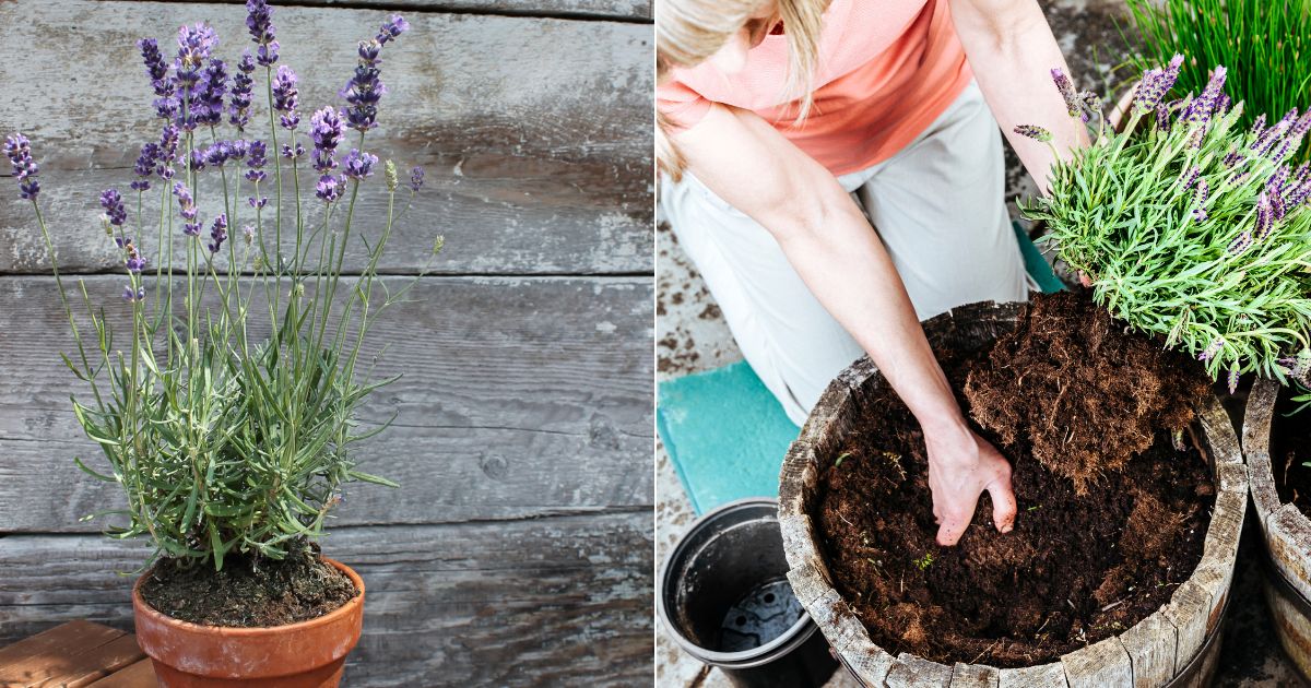 A Guide To Growing Lavender Indoors