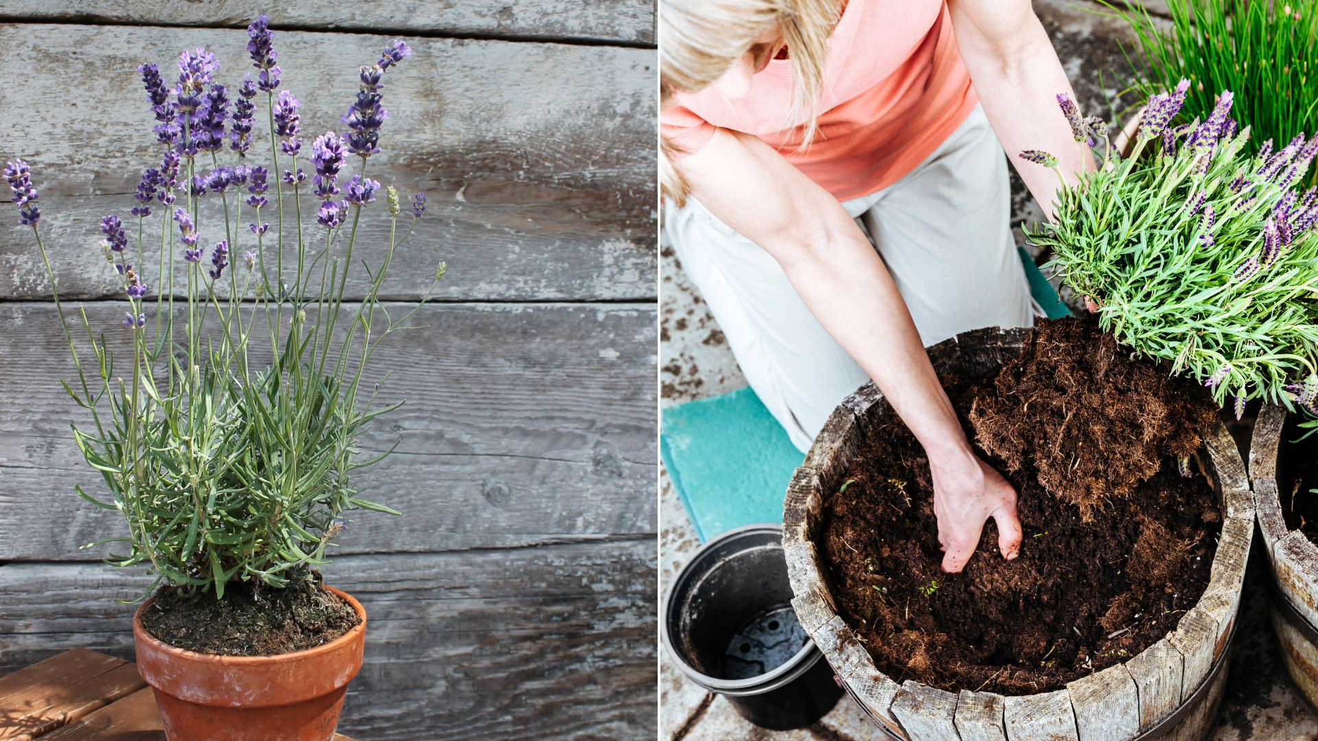 A Guide To Growing Lavender Indoors