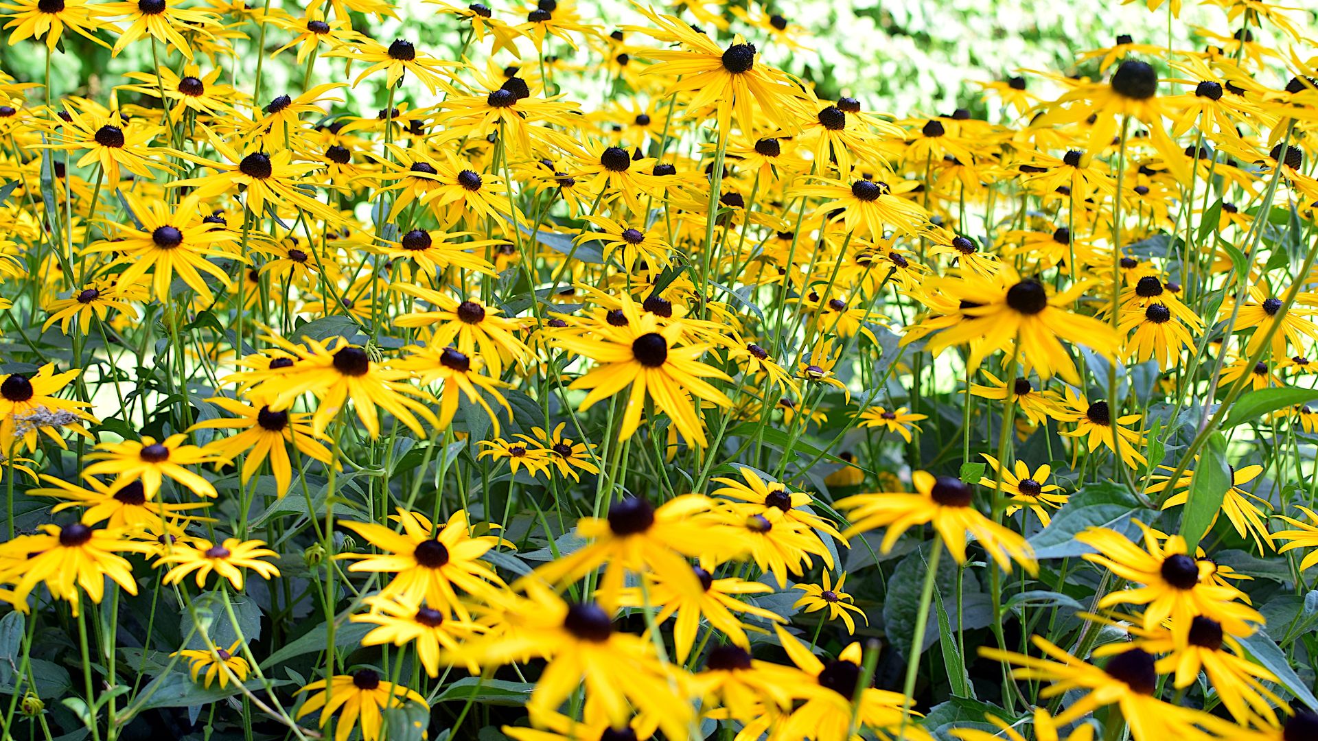 A Guide To Growing Thriving Rudbeckia Flowers