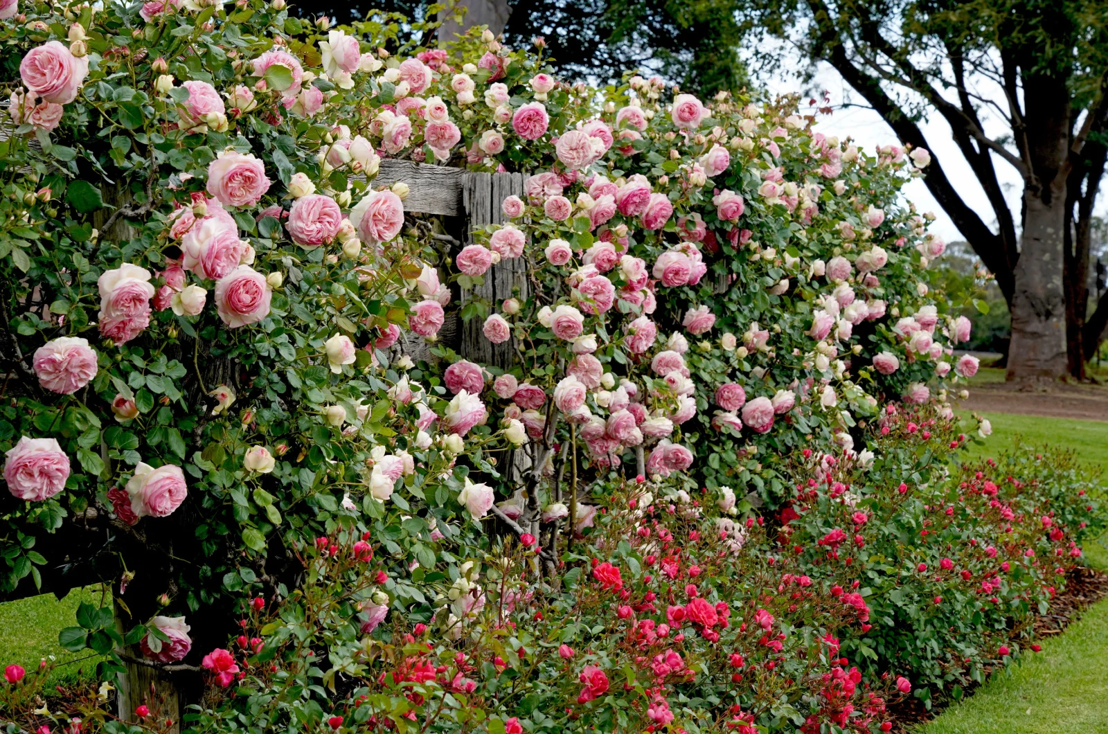 A beautiful climbing roses against a rustic wood fence