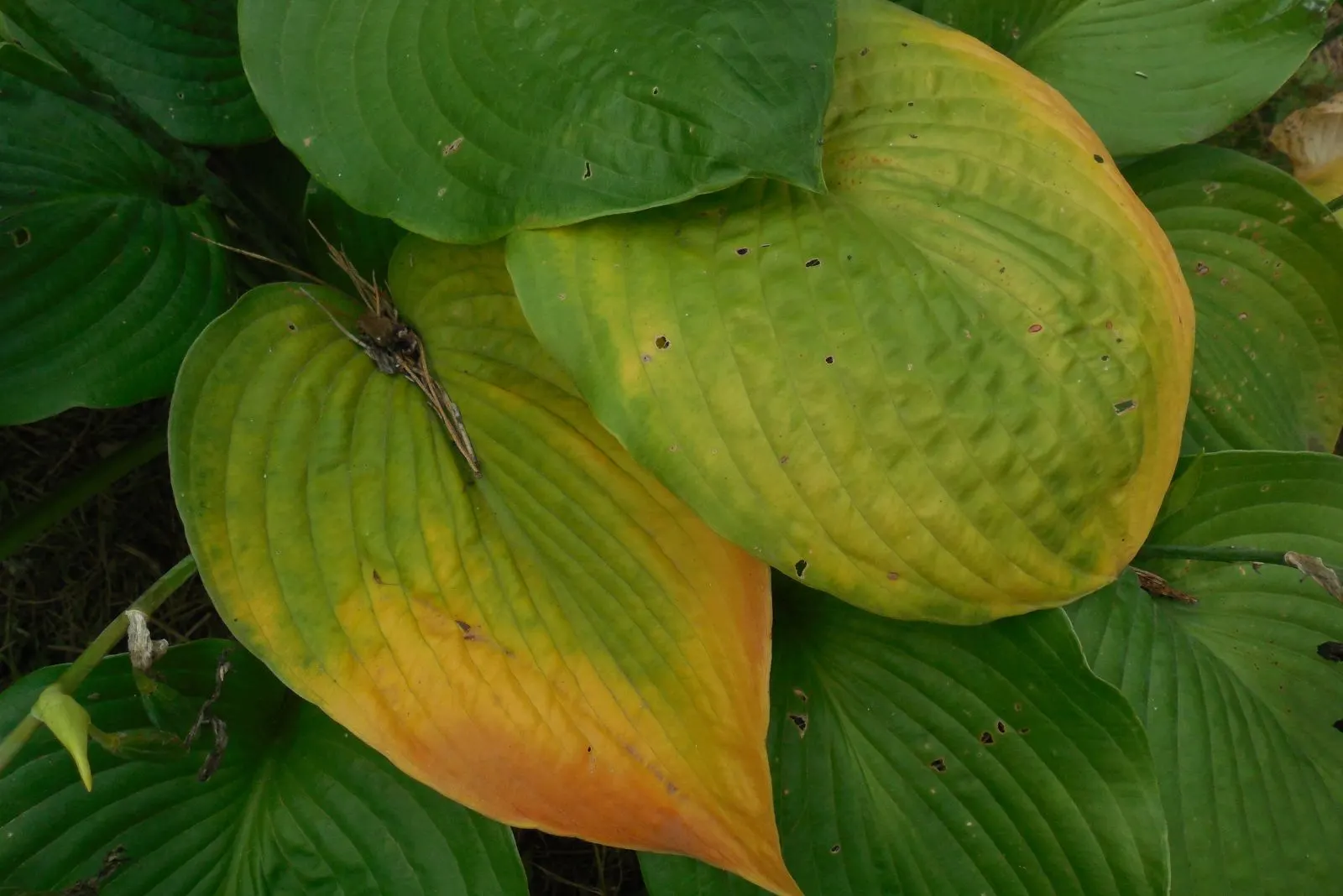 A hosta leaf that has started to turn yellow