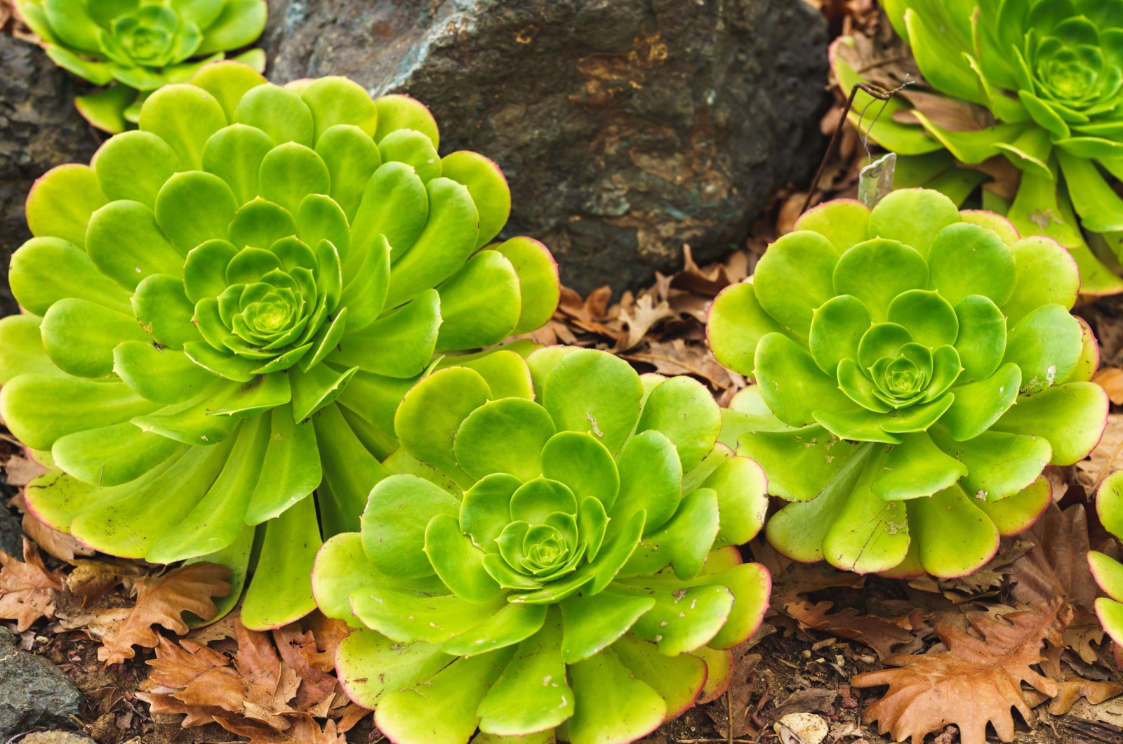 Aeoniums succulent