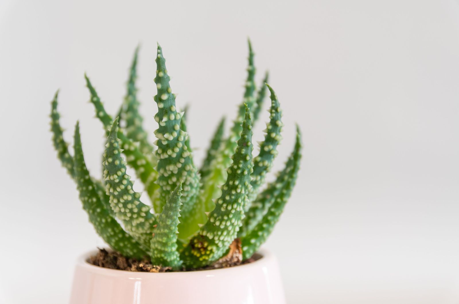 Aloe humilis in a pot