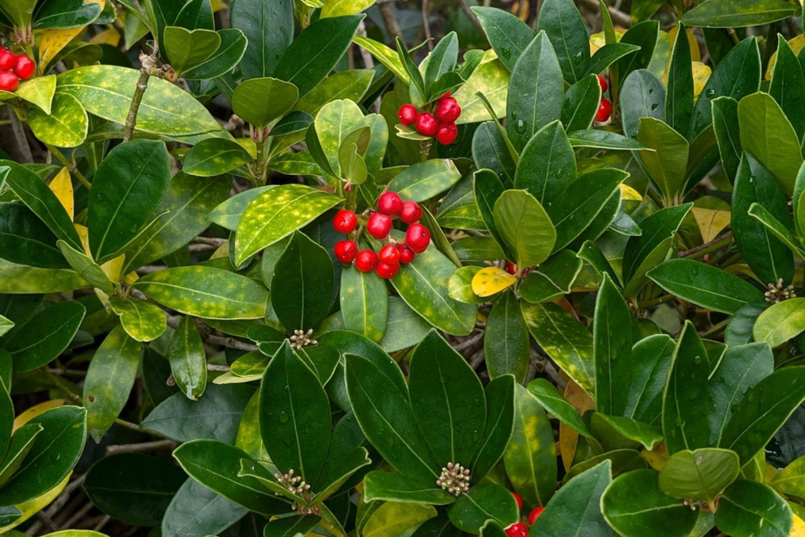 American Wintergreen