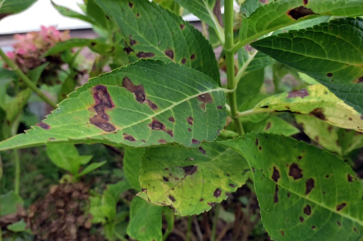 Here’s How To Spot And Treat Summer Plant Diseases