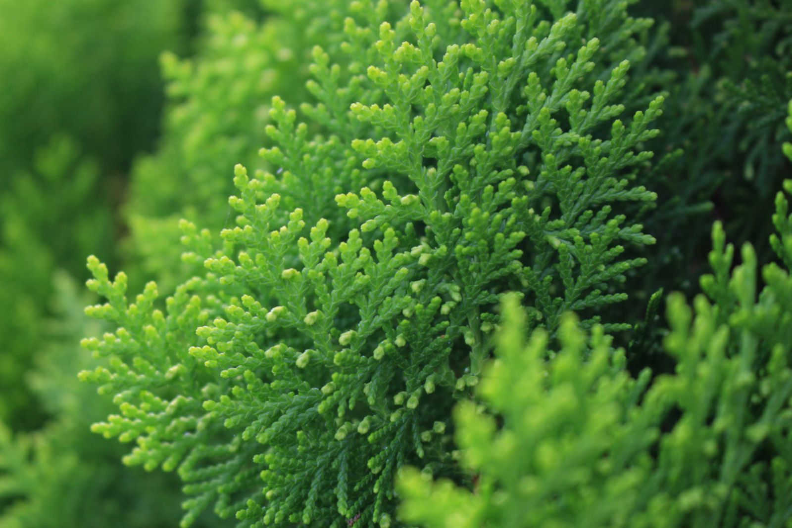 Arborvitae plant