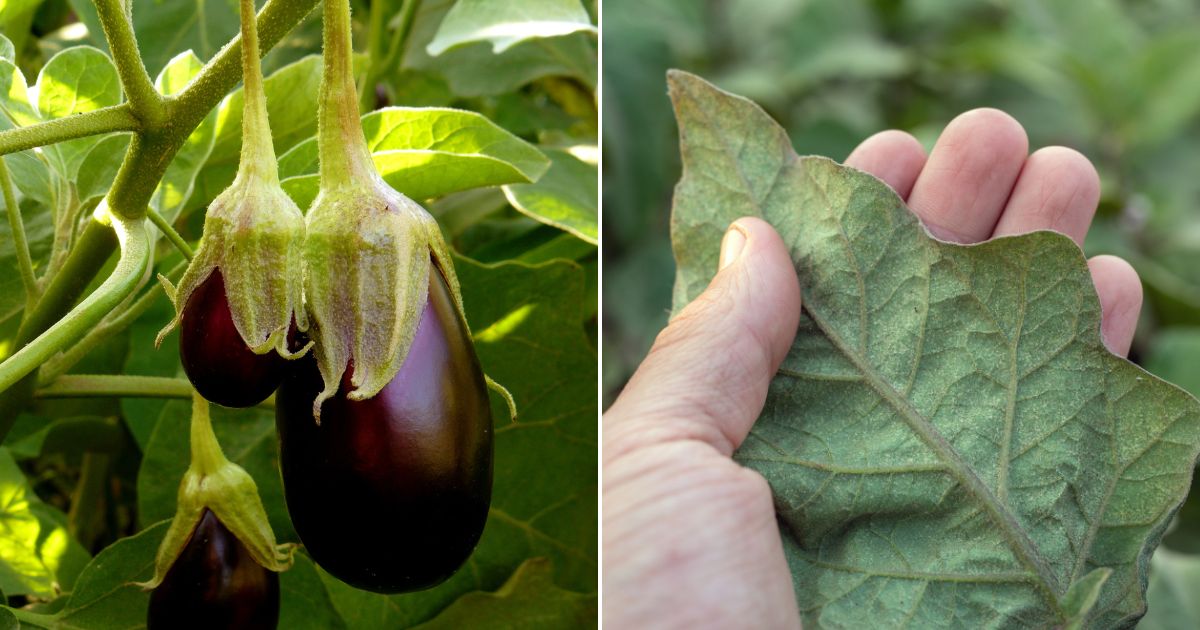 Avoid These 6 Eggplant Growing Mistakes For A Bountiful Harvest