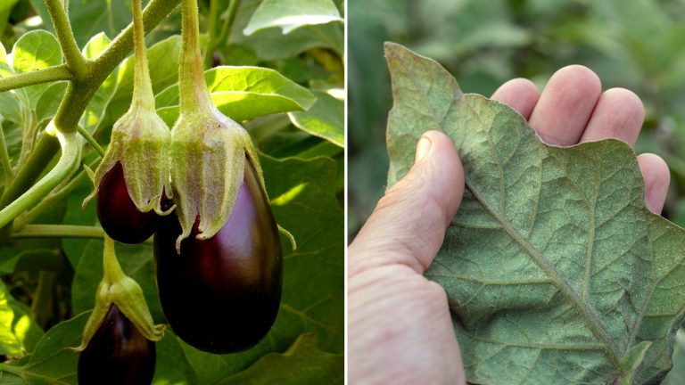eggplant growing mistakes