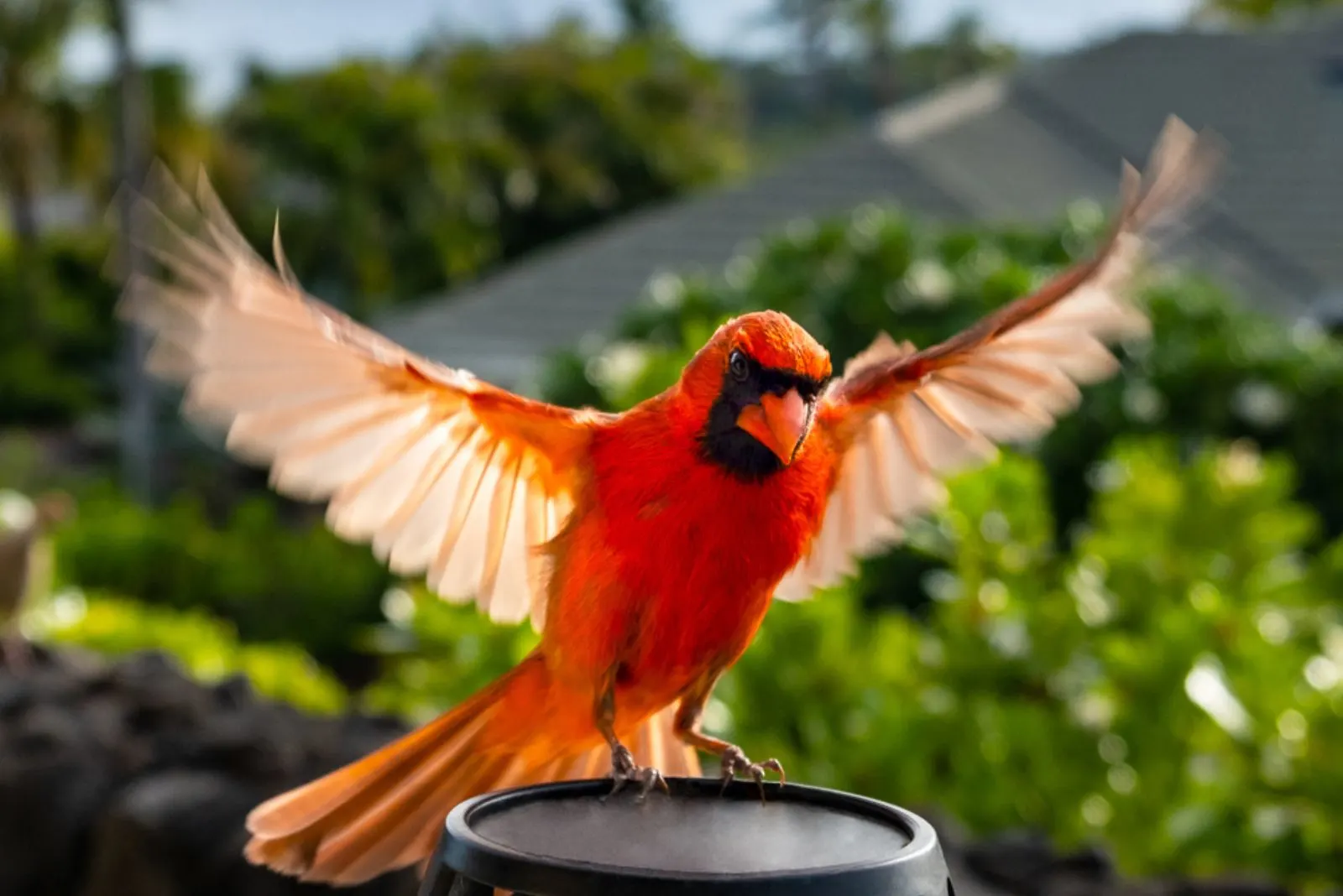 Beautiful Cardinal Bird with full wings spread