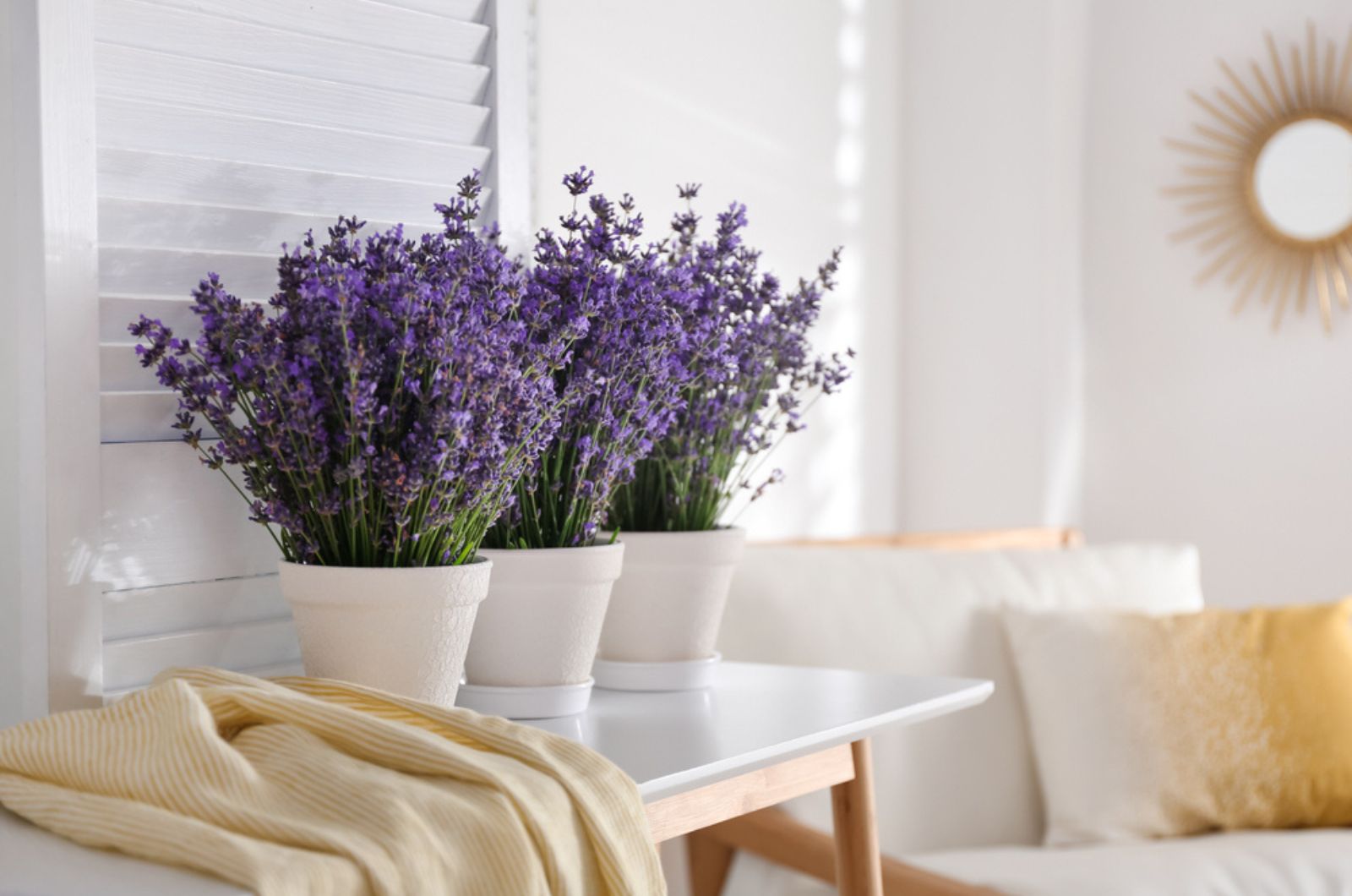 Beautiful lavender in pots indoors