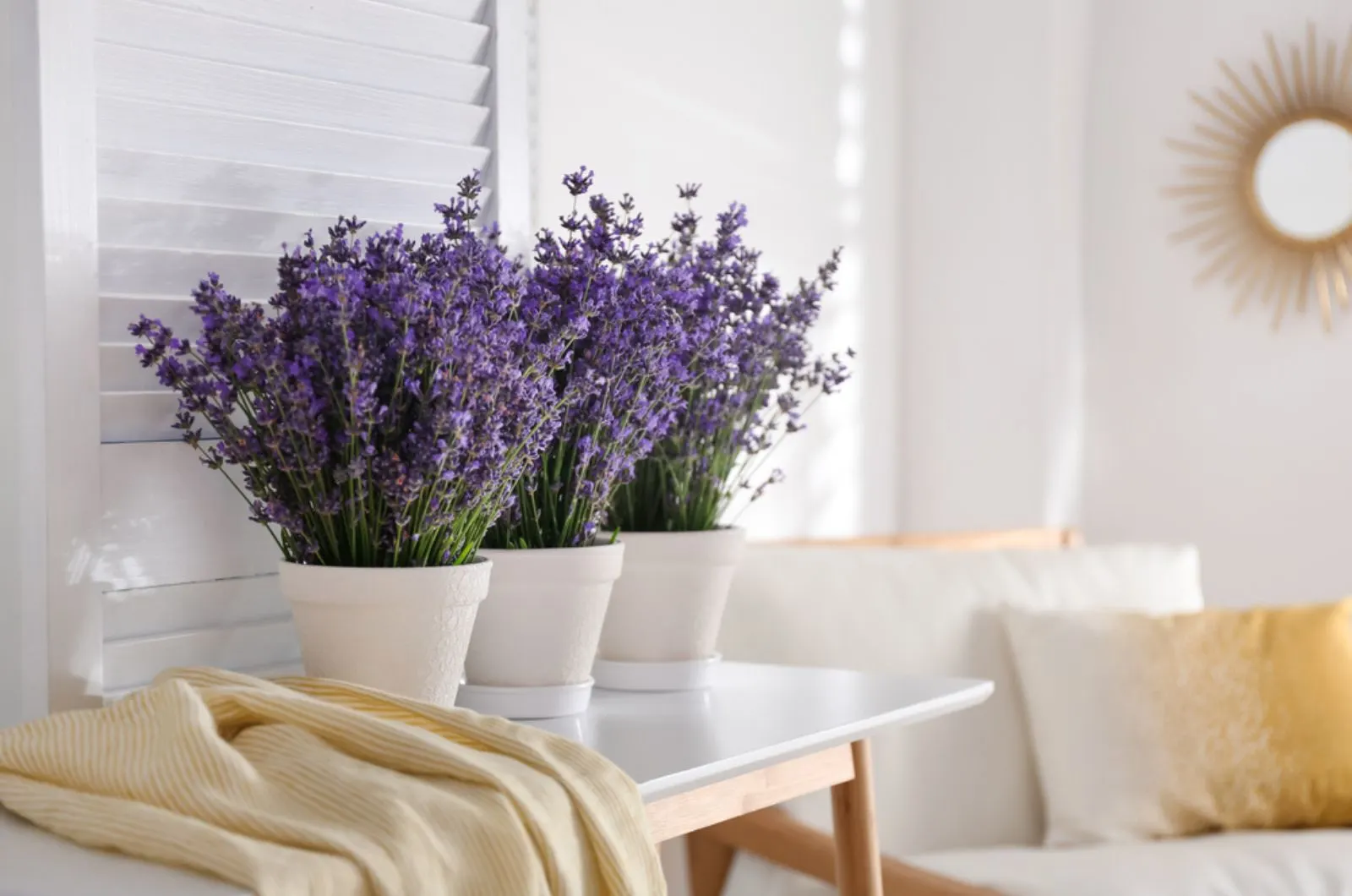 Beautiful lavender in pots indoors