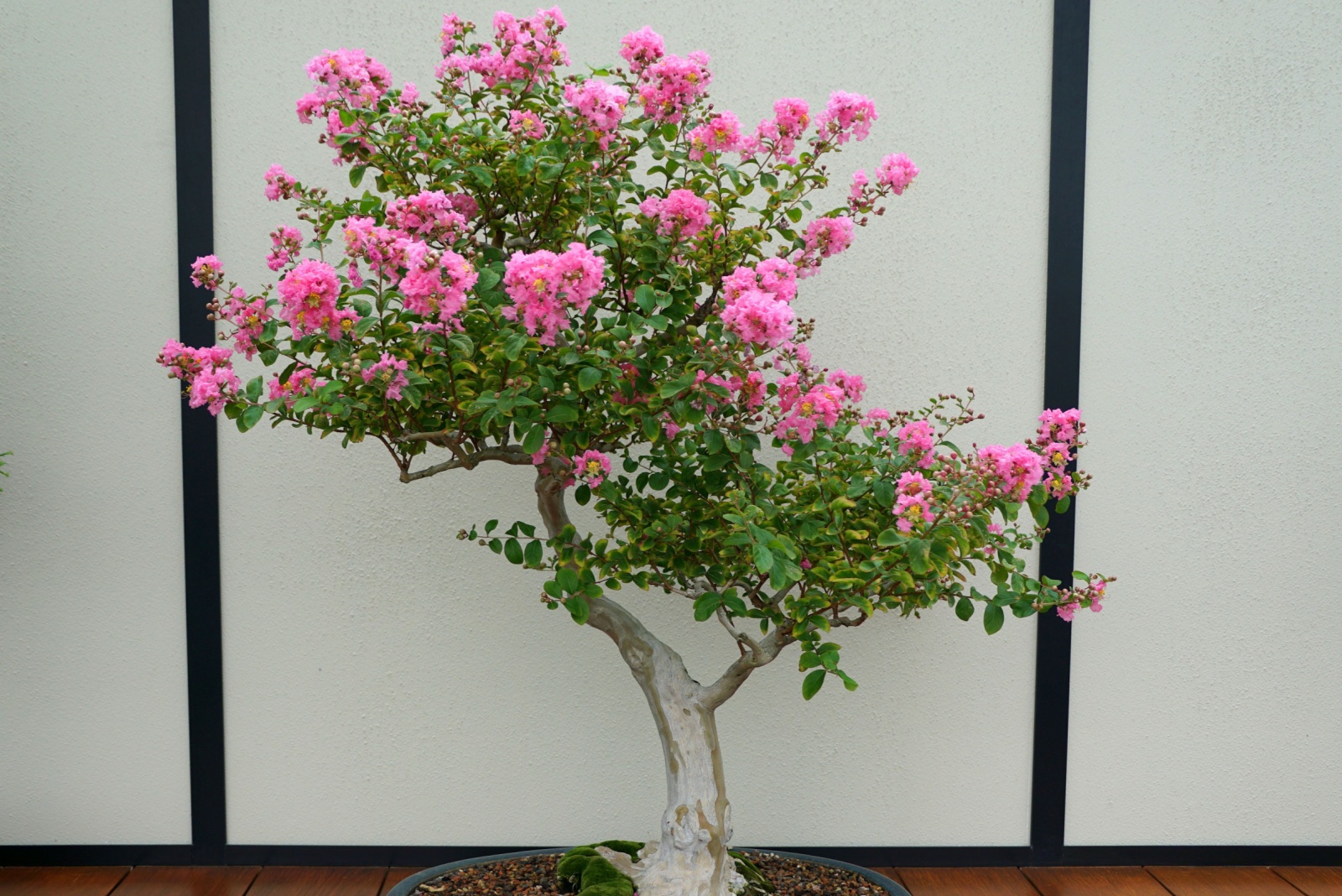 Bonsai Crape Myrtle