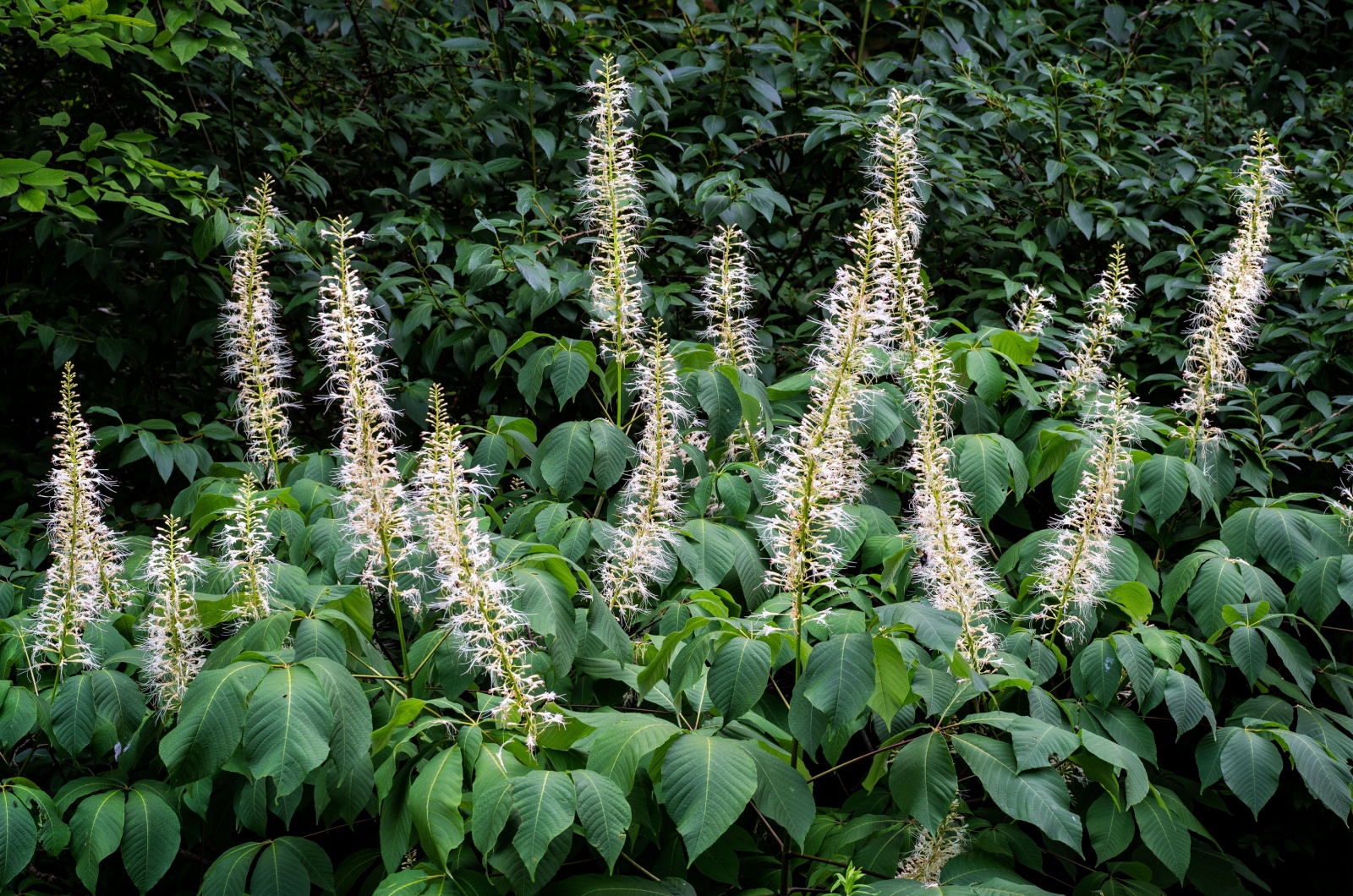 Bottlebrush buckeye