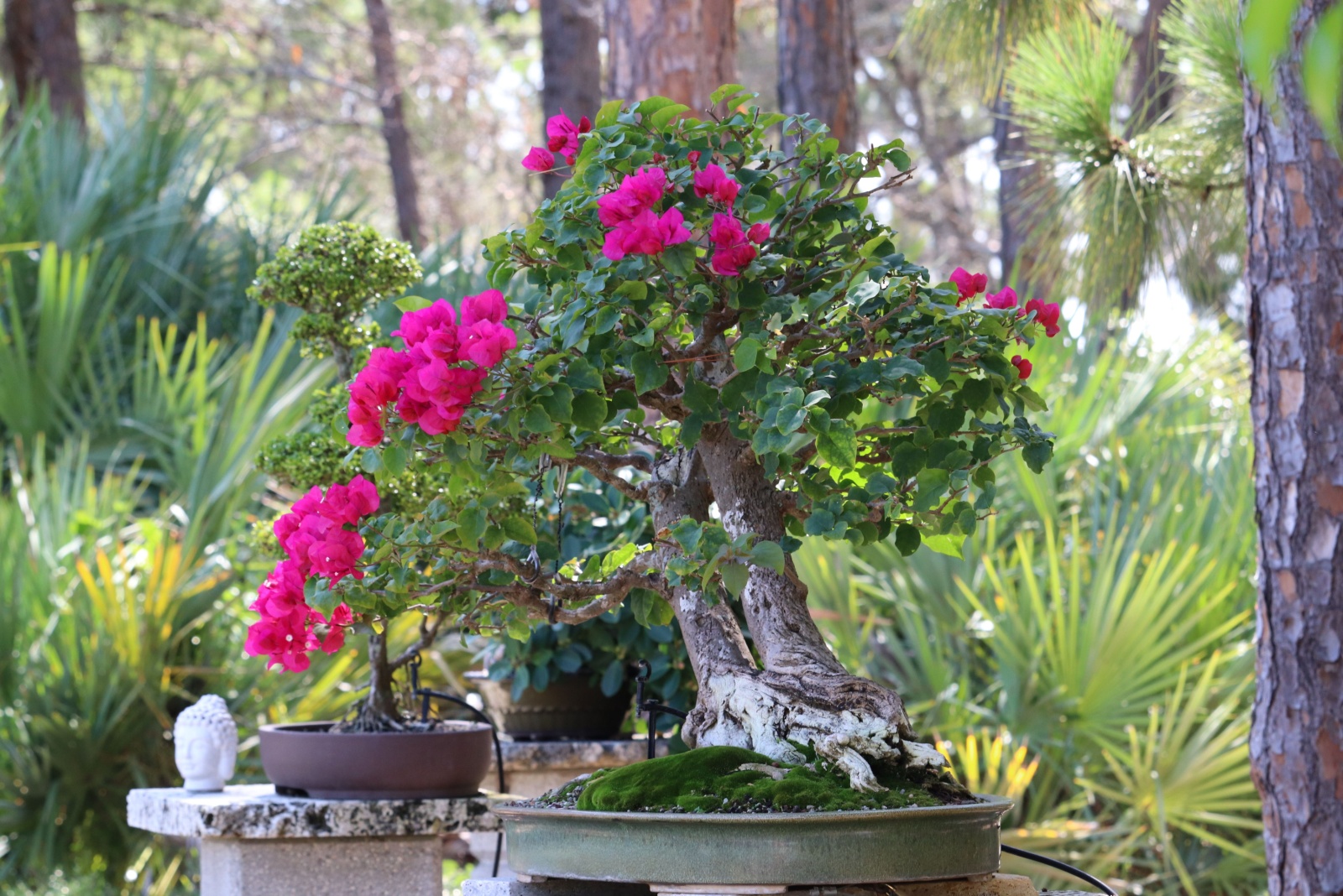 Bougainvillea