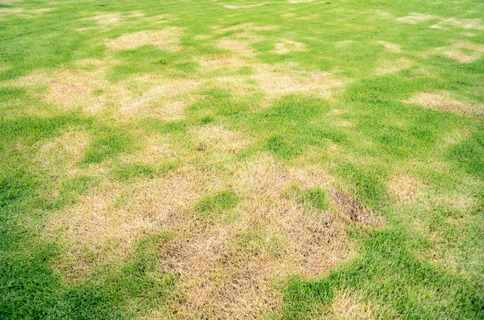 Brown Patch lawn