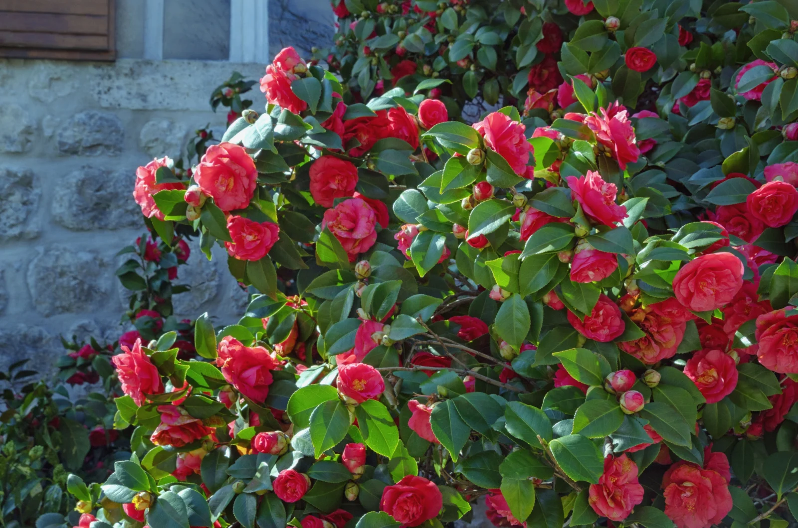 Bush of Camellia with green leaves and red flowers