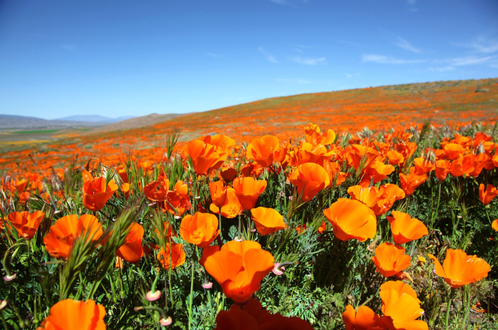 California Poppies field