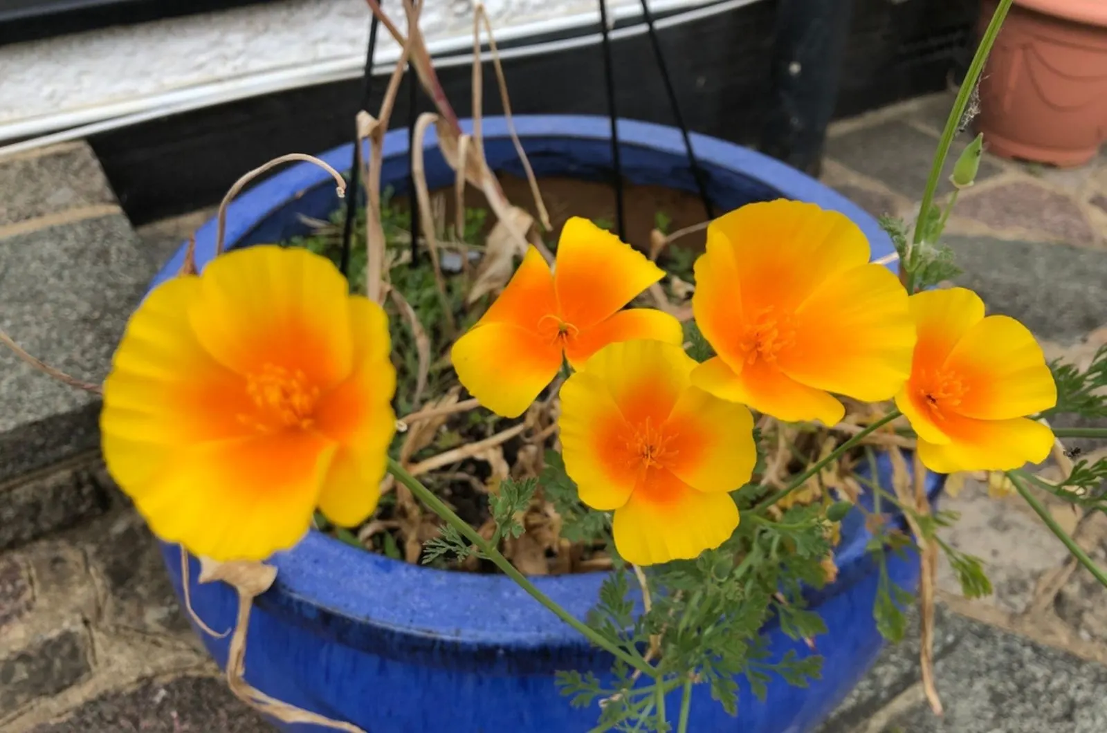 California Poppies in a pot