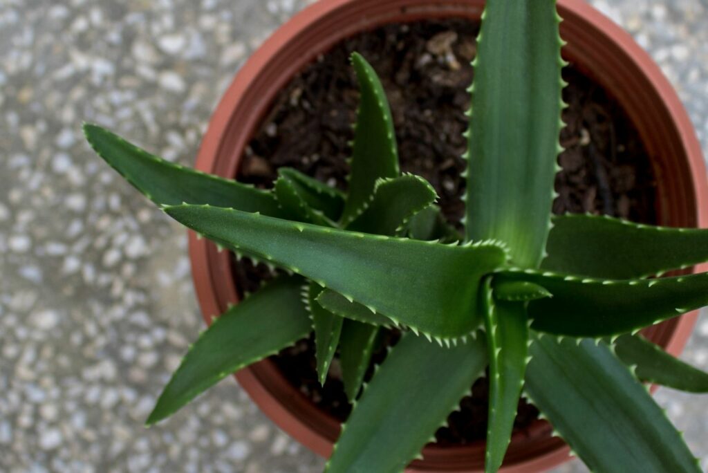 Candelabra plant