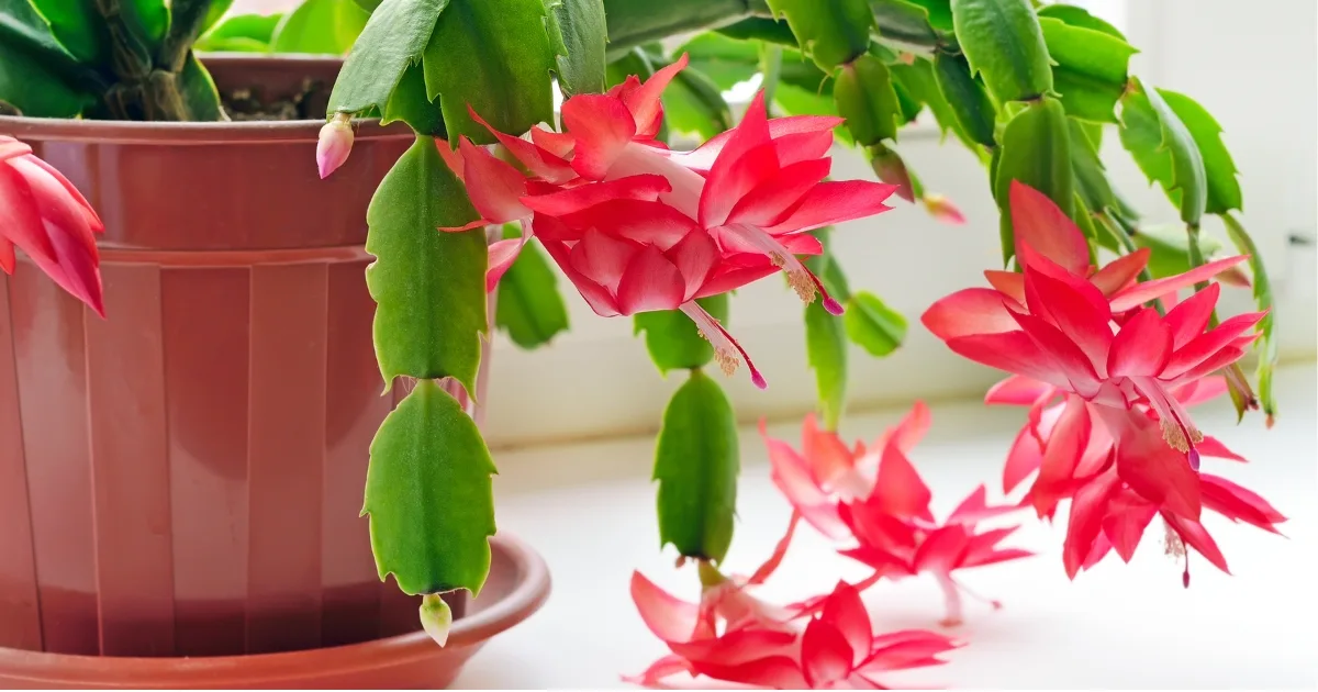 Why, How, And When To Prune A Christmas Cactus