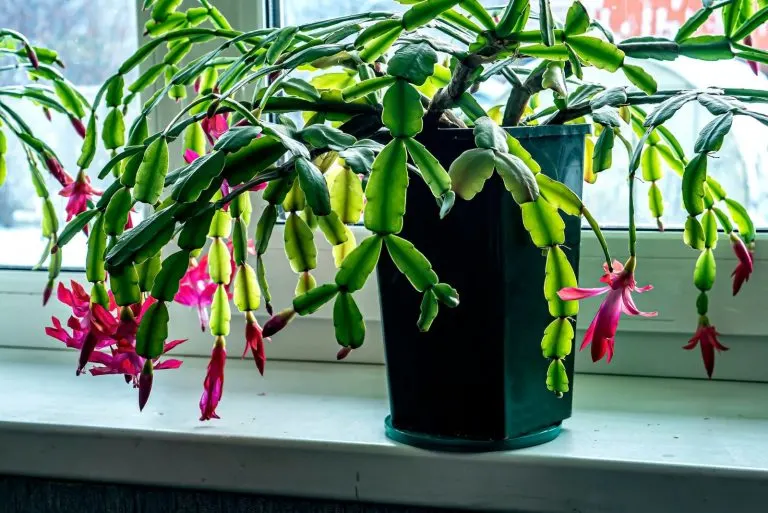 Why, How, And When To Prune A Christmas Cactus