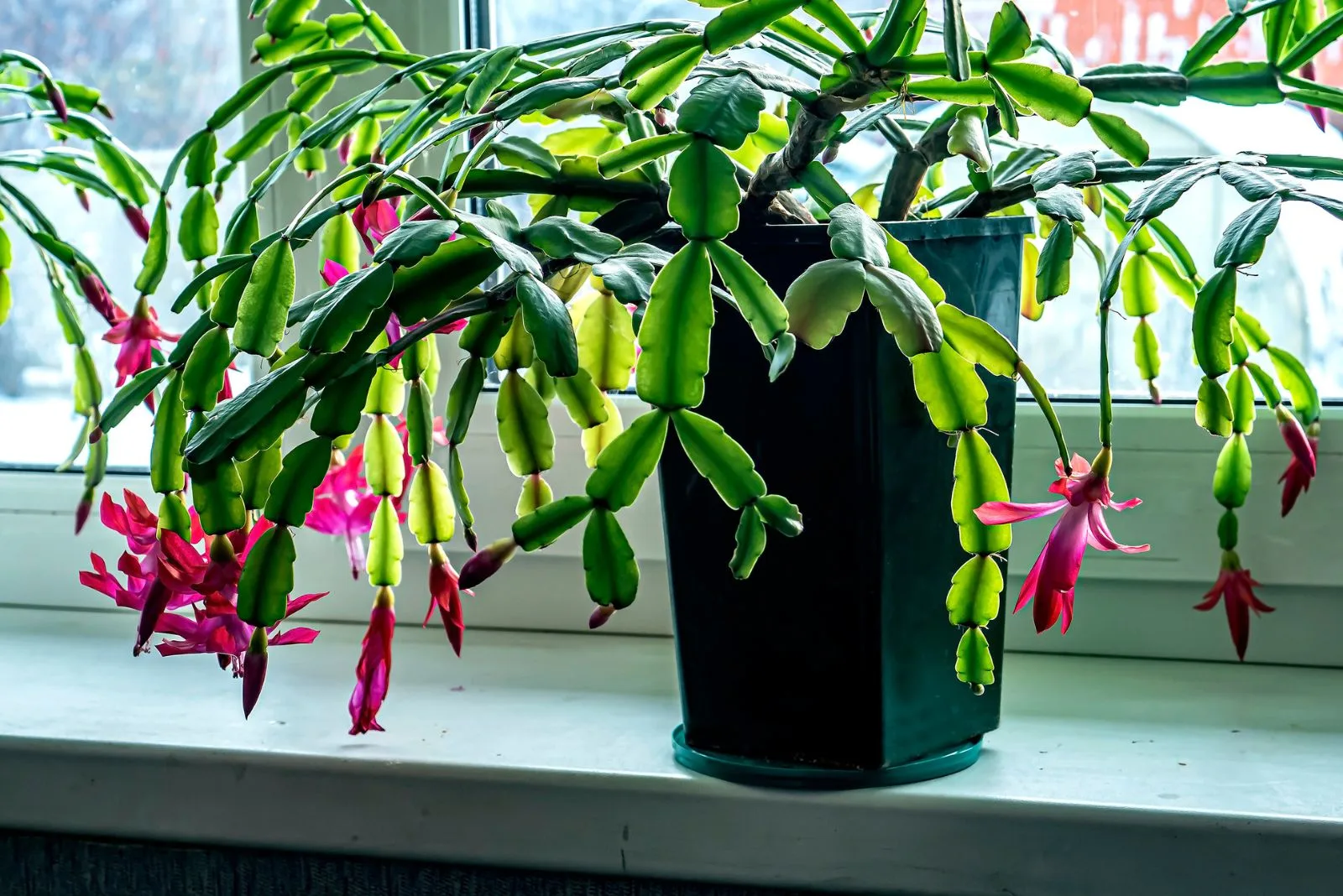 Christmas cactus in a black pot by the window