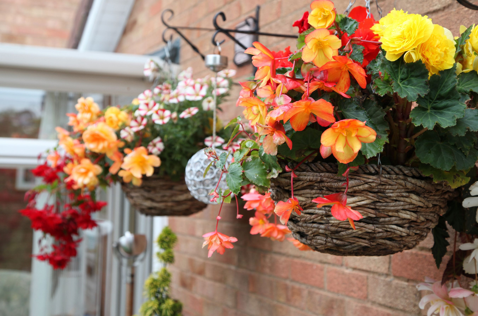 Closeup of beautiful begonia flowers in hanging baskets