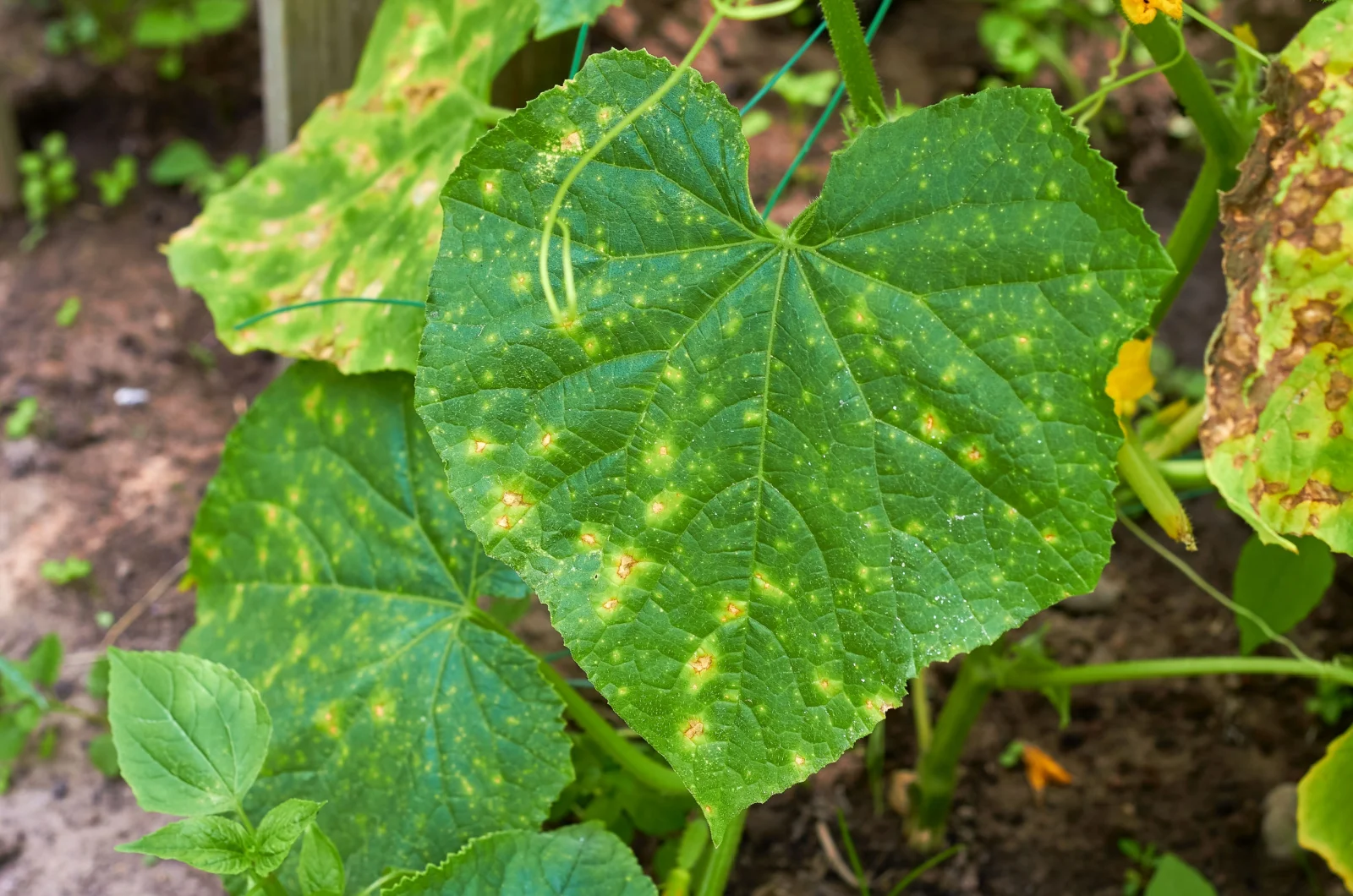 Cucumber leaves affected by downy mildew