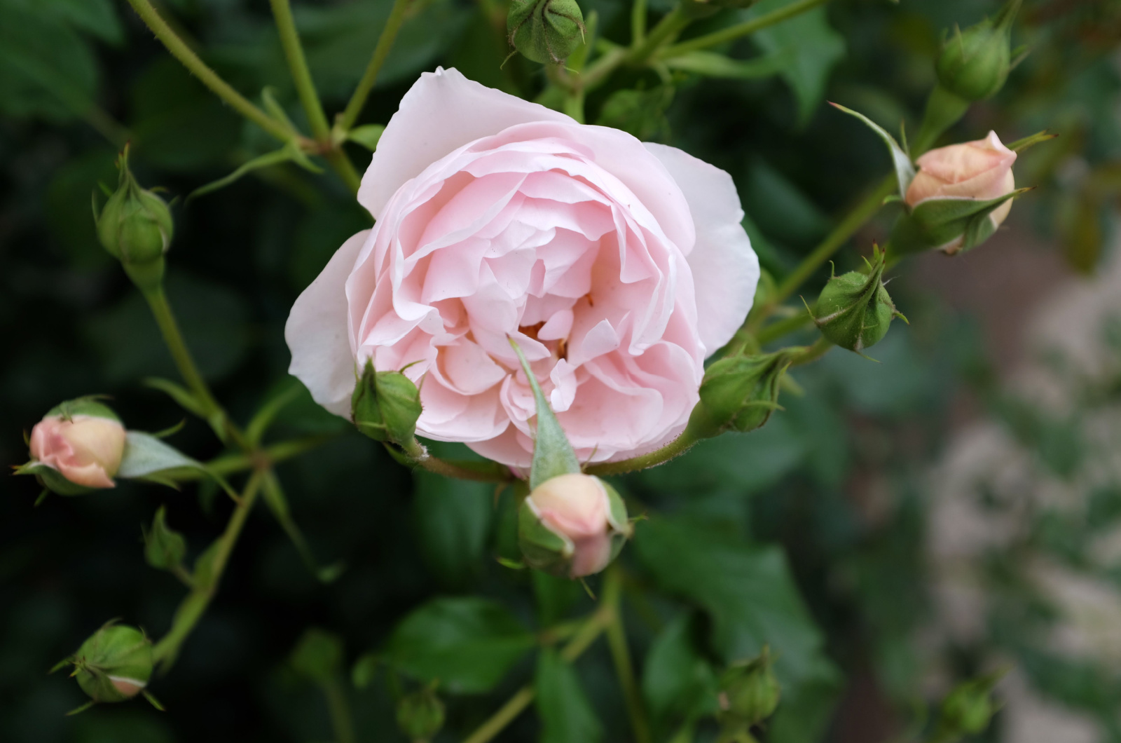 Duchesse de Brabant rose