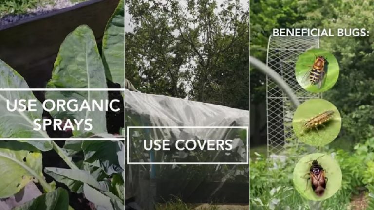 how i beat pests in my garden