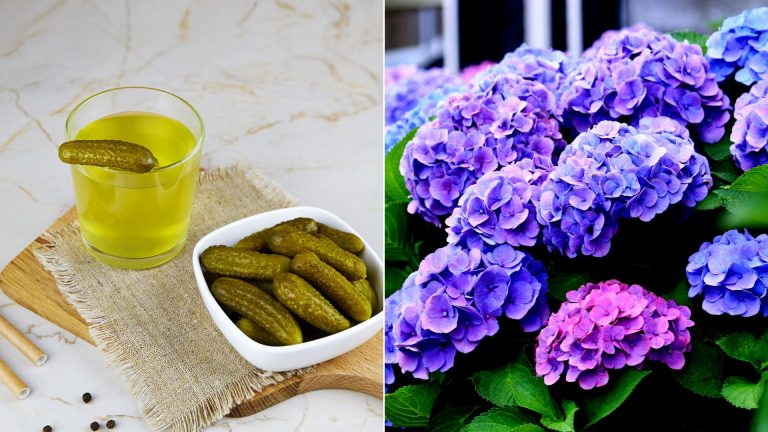 photo of pickles, juice and hydrangeas