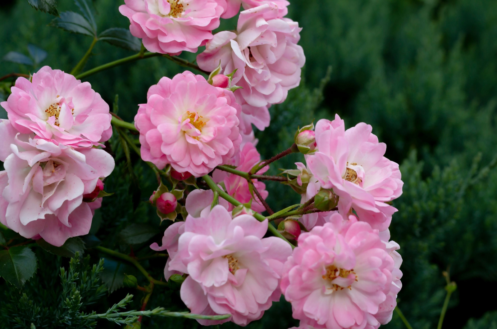 Flower Carpet Apple Blossom Rose