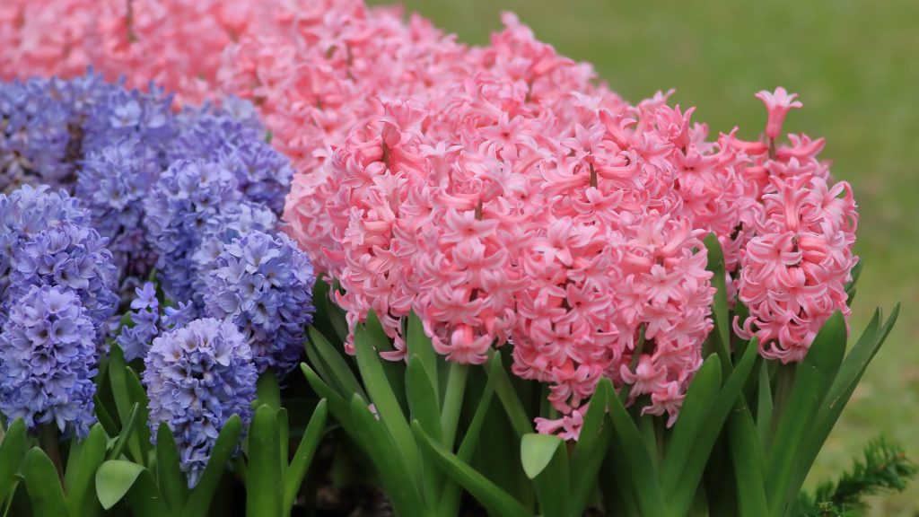 Full Growing Guide For Hyacinths (Planting, Growth, And Care)