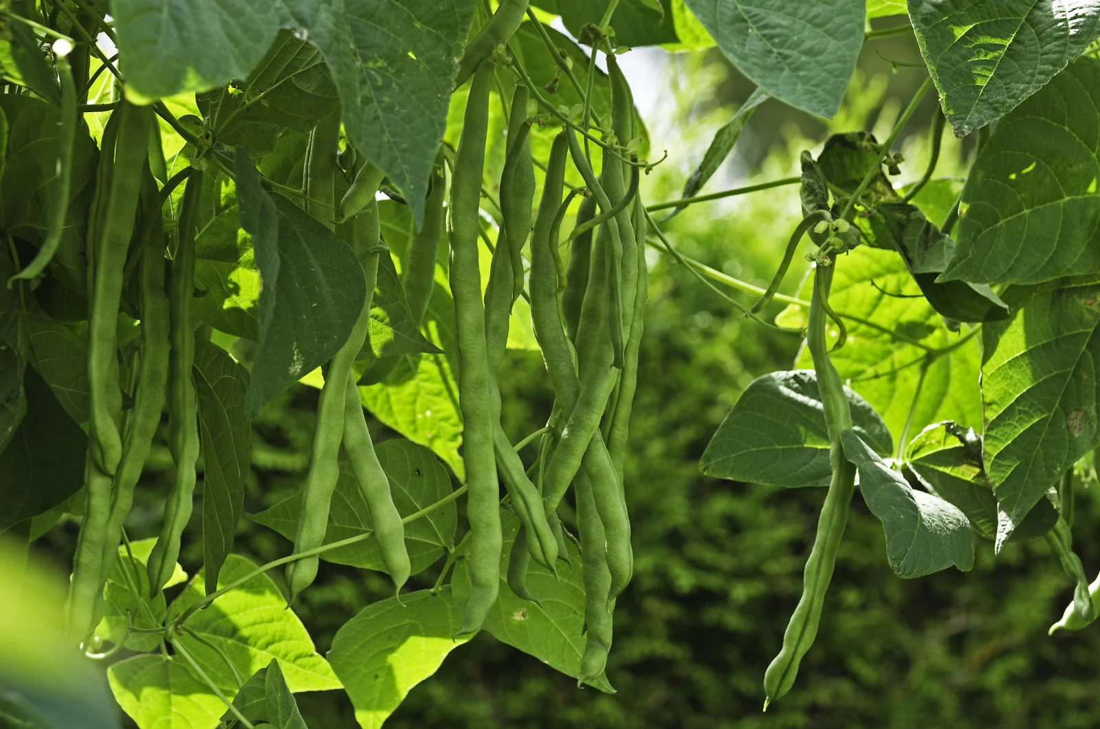 10 Best Plants To Cover Your Fence and Elevate Your Garden