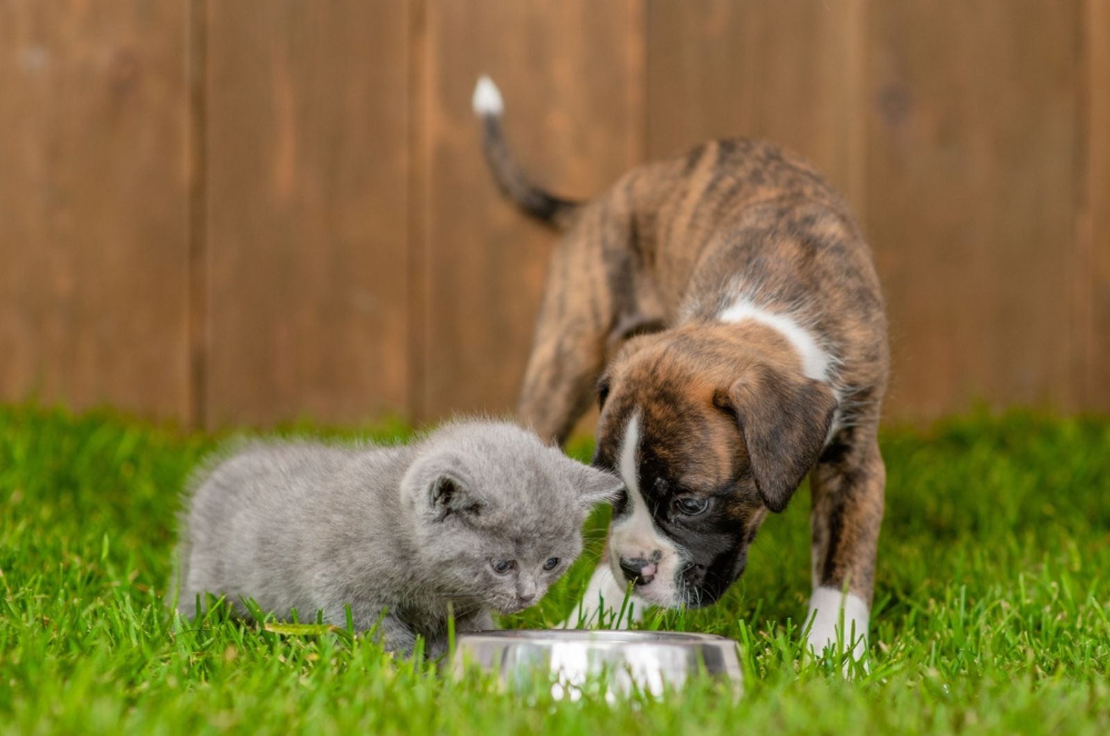German boxer puppy and kitten eat together 