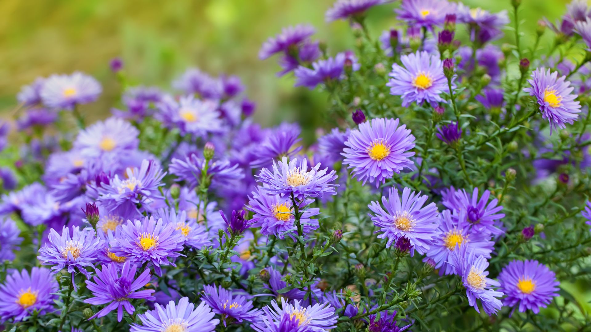 Get Your Fall Garden Started With ‘October Skies’ Asters