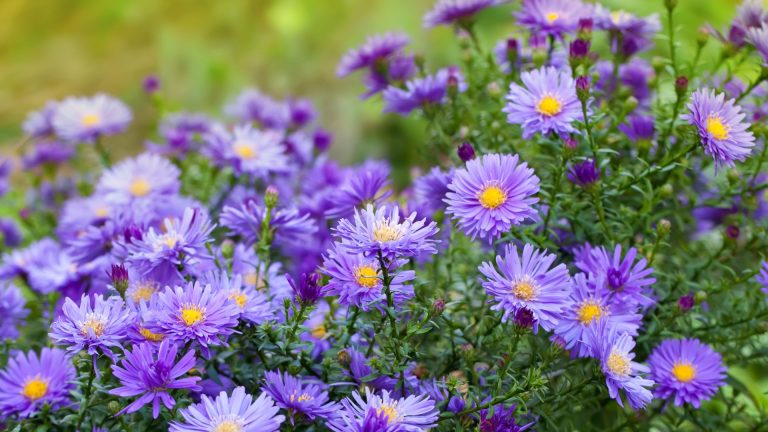 Get Your Fall Garden Started With ‘October Skies’ Asters