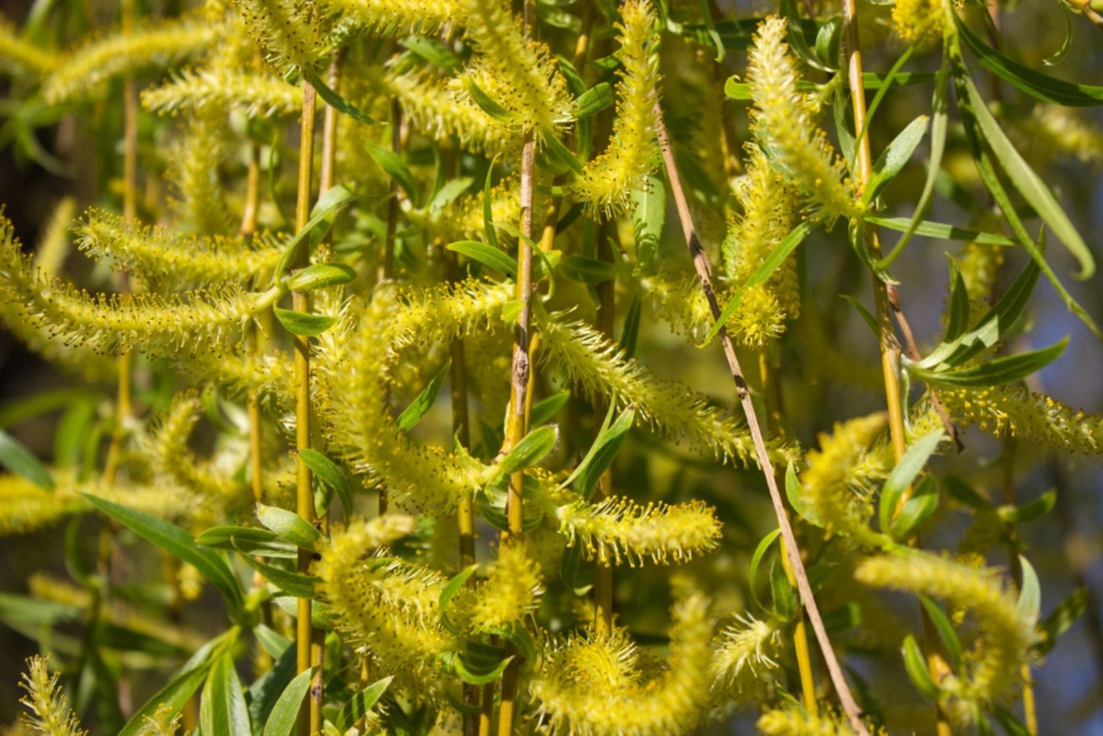 Golden Willow