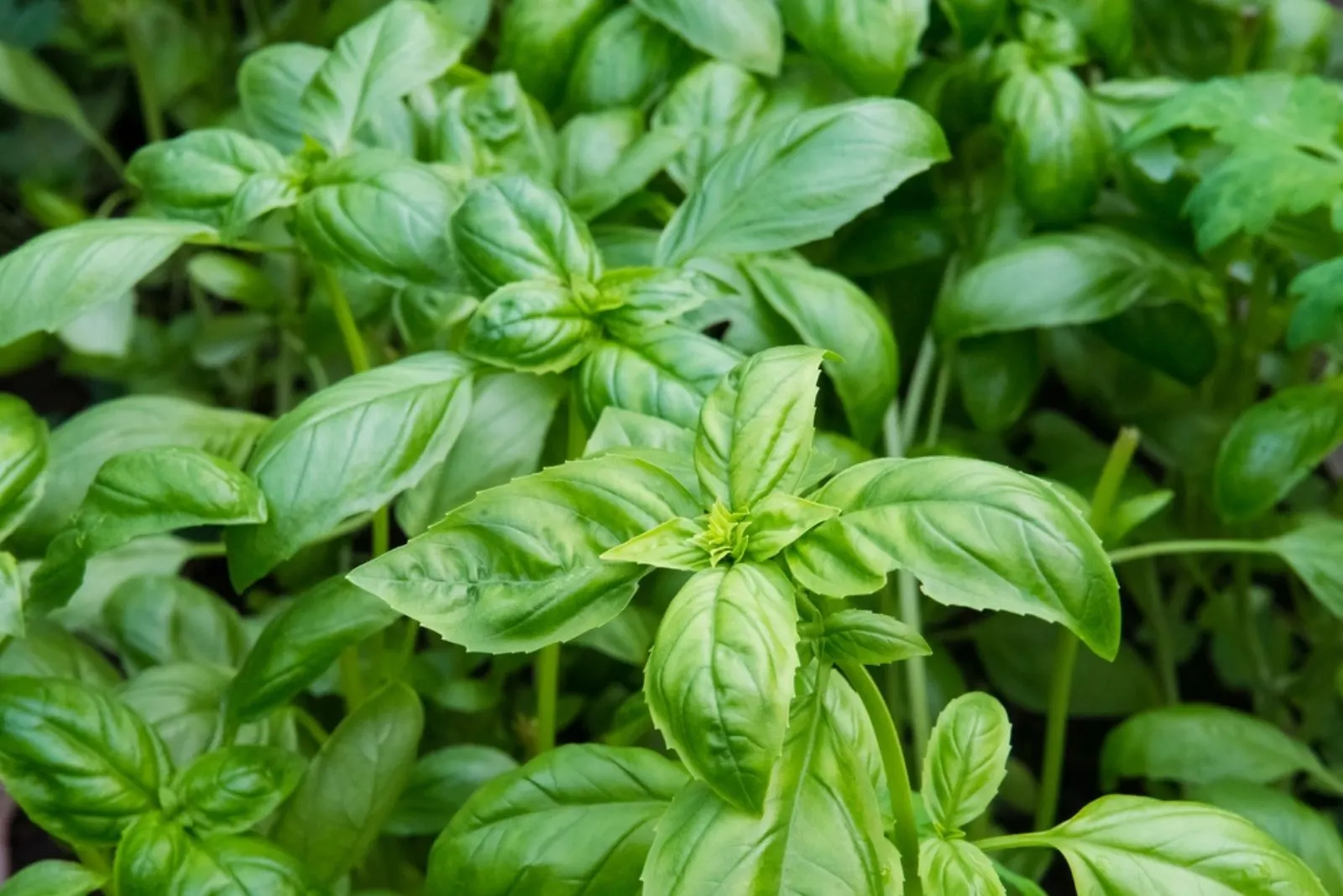 Green fresh basil leaves are available close-up on the garden bed