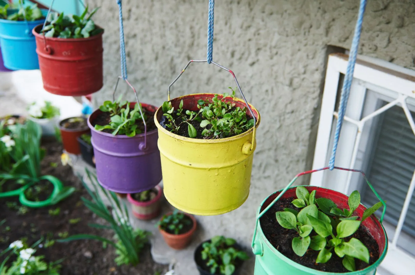Grown culinary herbs in hanging colored metal buckets