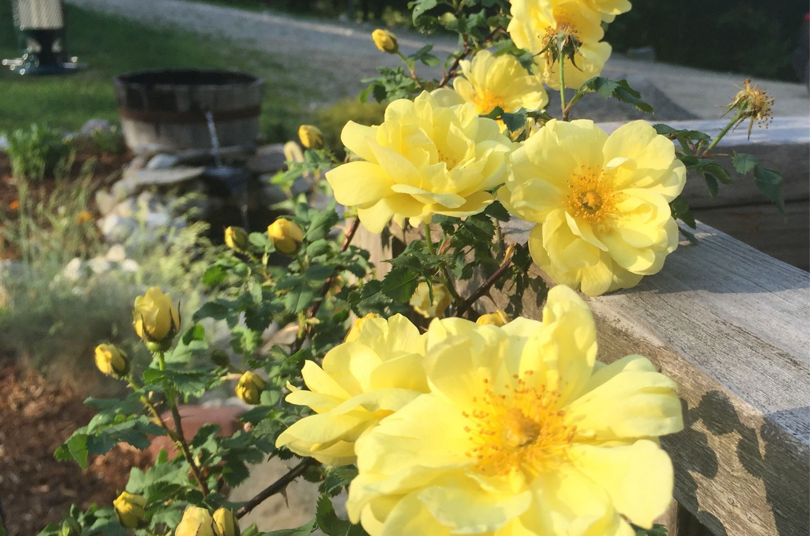 Harrison’s Yellow rose in a garden