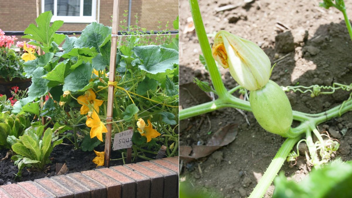 Harvesting Spaghetti Squash At Its Peak (Timing Is Key)