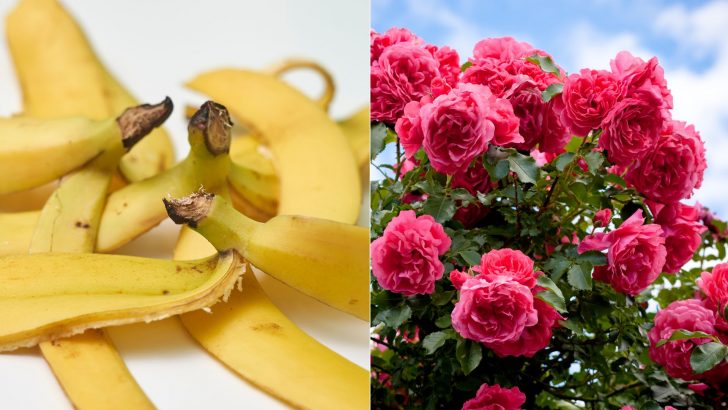 Help Your Rose Bush Produce Enormous Flowers With One Kitchen Ingredient