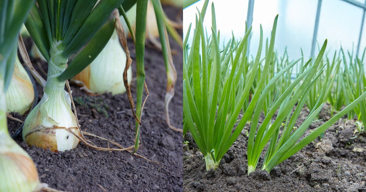 Here’s A Surefire Way To Tell If Your Onions Are Ready To Harvest