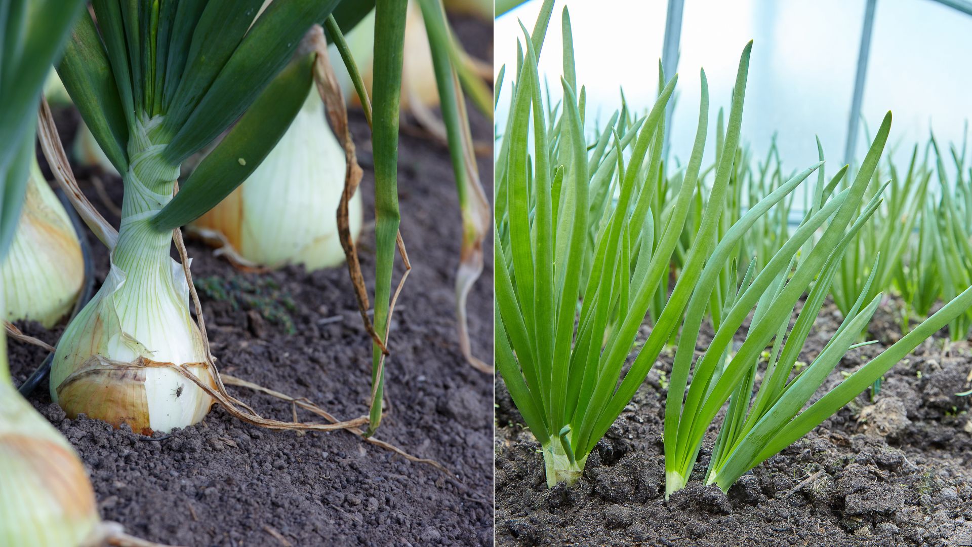 Here’s A Surefire Way To Tell If Your Onions Are Ready To Harvest