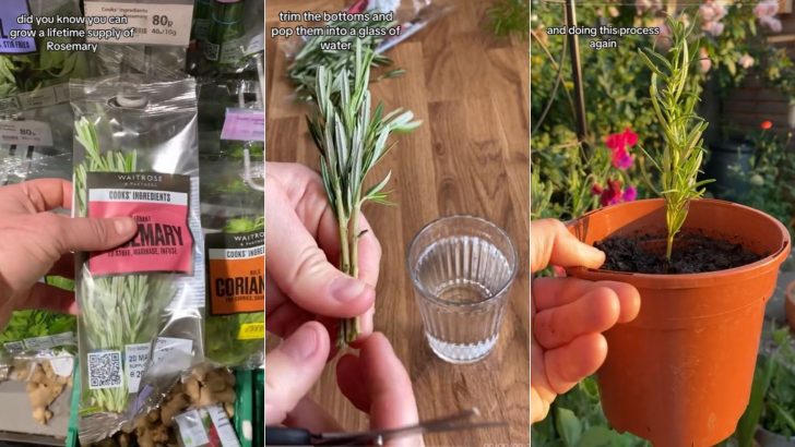 Here’s How To Get An Infinite Supply Of Herbs