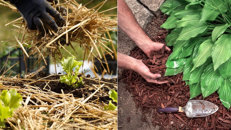 taking care of plants